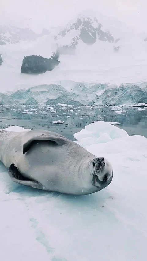 Seal Has a Satisfying Scratch While Sleeping, Antarctica - 29 Jul 2018 Stock Footage 205184636