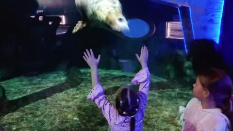Seal have fun making underwater acrobatics at sight of amazed kids in oceanarium Stock Footage 313165678