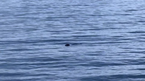 Seal head bobbing Stock Footage 306036357