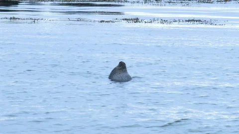 Seal head out the surface and look curious Stock Footage 93260619
