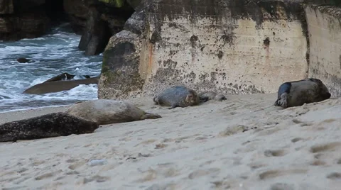 Seal Hopping Stock Footage 5739664