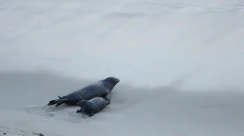 Seal Hopping on wet beach, medium shot Stock Footage 5740761