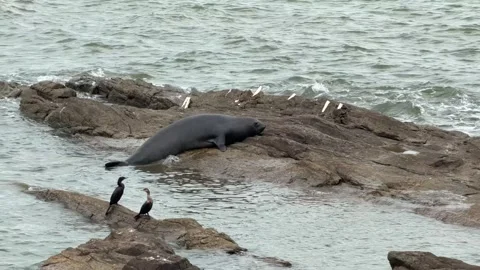 Seal Hops Onto Rock in Ocean Bay Close Up with Birds Around. Animals in the.. Stock Footage 336926060