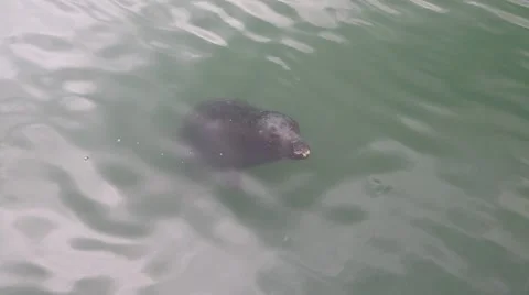 Seal at Howth, County dublin Stock Footage 46087371