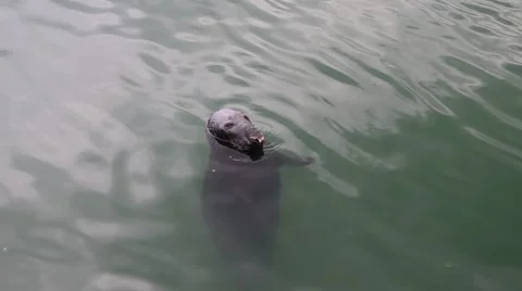 Seal at Howth, County dublin Stock Footage 46087593