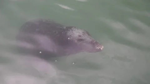 Seal at Howth, County dublin Stock Footage 46087844