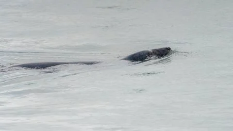 Seal at Howth harbor. Stock Photos
