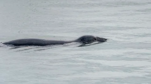 Seal at Howth harbor. Stock Photos