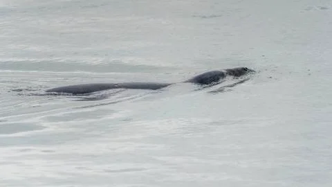 Seal at Howth harbor. Stock Photos