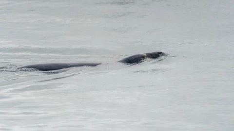 Seal at Howth harbor. Stock Photos