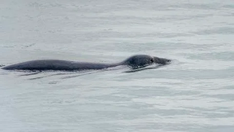 Seal at Howth harbor. Stock Photos