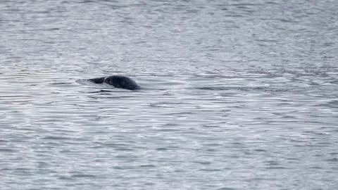 Seal at Howth harbor. Stock Photos