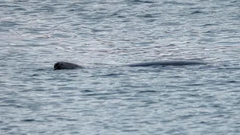 Seal at Howth harbor. Stock Photos