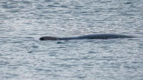 Seal at Howth harbor. Stock Photos