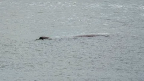 Seal at Howth harbor. Stock Photos