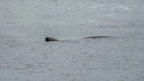 Seal at Howth harbor. Stock Photos