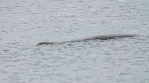 Seal at Howth harbor. Stock Photos