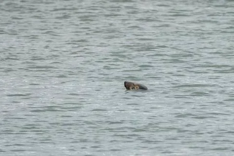 Seal at Howth harbor. Stock Photos