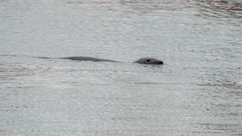 Seal at Howth harbor. Stock Photos