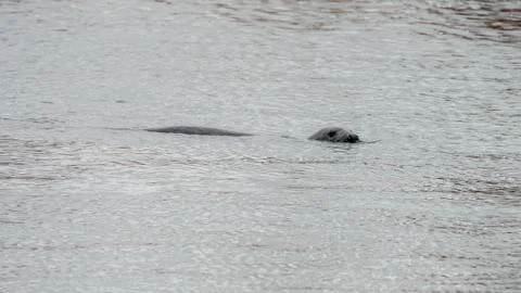 Seal at Howth harbor. Stock Photos