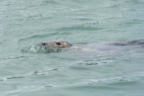 Seal at Howth harbor. Stock Photos