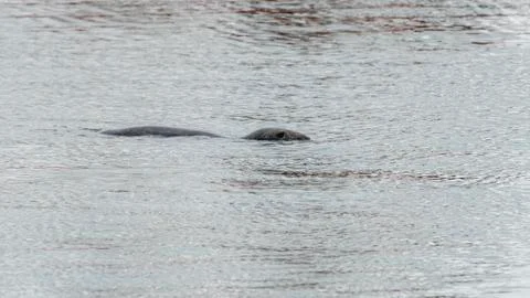 Seal at Howth harbor. Stock Photos