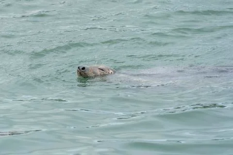 Seal at Howth harbor. Stock Photos
