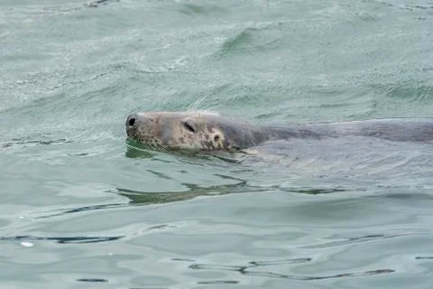 Seal at Howth harbor. Stock Photos