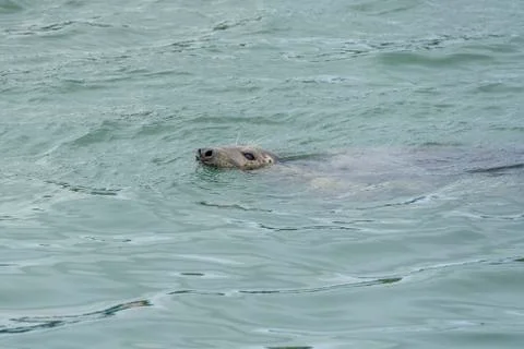 Seal at Howth harbor. Stock Photos