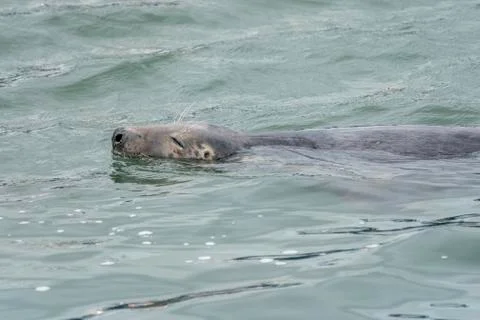 Seal at Howth harbor. Stock Photos