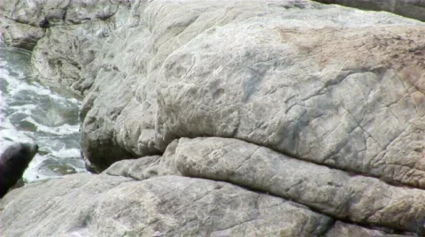 Seal humping Stock Footage 660089