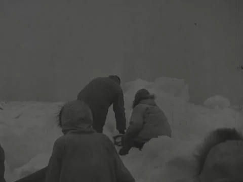 Seal hunt Video stock 229054831