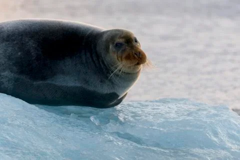 Seal on ice Stock Photos