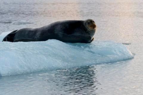 Seal on ice Stock Photos