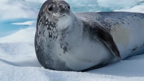 Seal on iceberg Vídeos de archivo 331033756