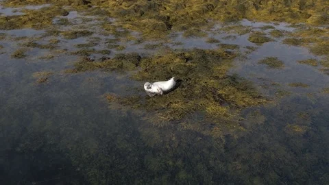 A seal in Iceland Stock Footage 259118324