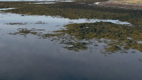 A seal in Iceland Stock Footage 259528154