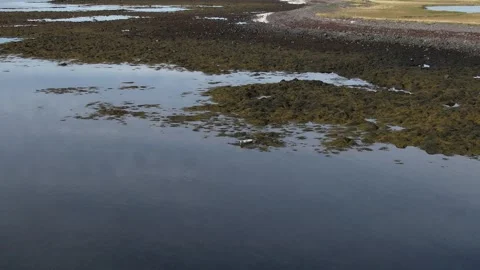 A seal in Iceland Stock Footage 259528171