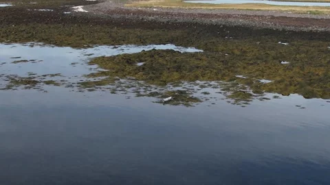 A seal in Iceland Stock Footage 259528176
