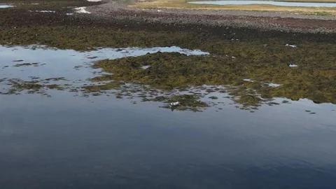 A seal in Iceland Stock Footage 259528182
