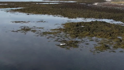 A seal in Iceland Stock Footage 259528216