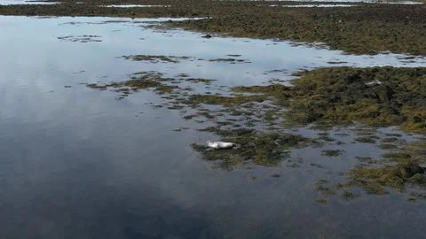 A seal in Iceland Stock Footage 259528230