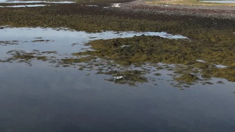 A seal in Iceland Stock Footage 259528241