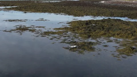 A seal in Iceland Stock Footage 259528268