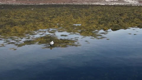 A seal in Iceland Stock Footage 259528269