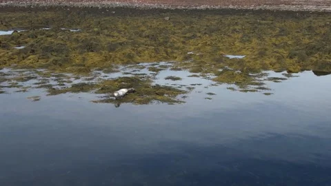 A seal in Iceland Stock Footage 259528271