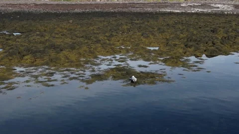 A seal in Iceland Stock Footage 259528279