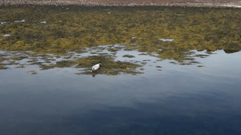 A seal in Iceland Stock Footage 259528282