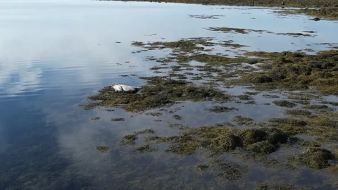 A seal in Iceland Stock Footage 259528304