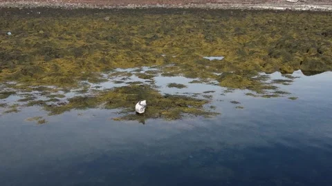 A seal in Iceland Stock Footage 259528343